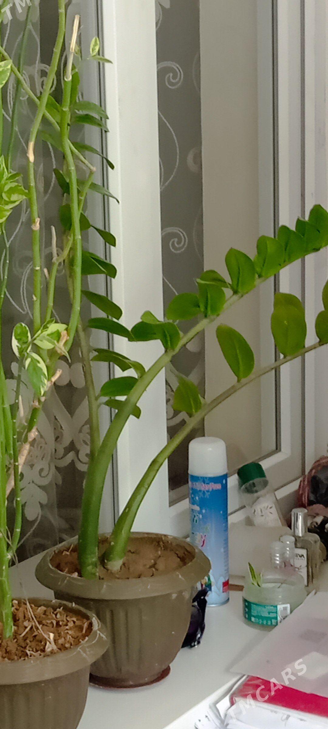 ЦветЫ - 9 mkr - img 3