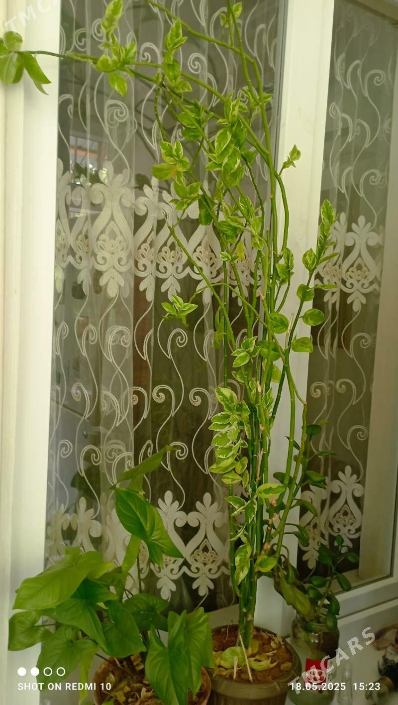 ЦветЫ - 9 mkr - img 2