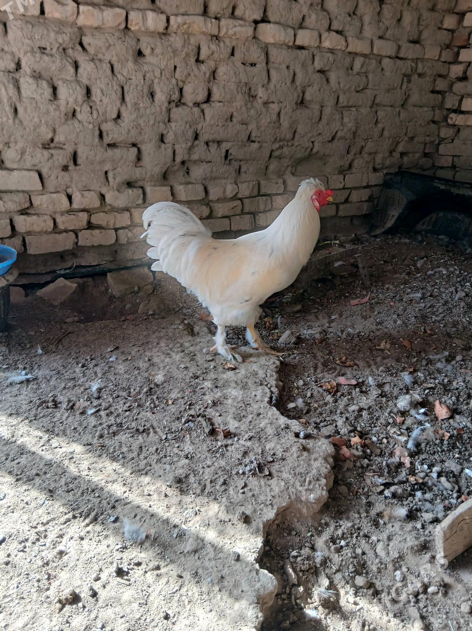 Horaz - Mary - img 3