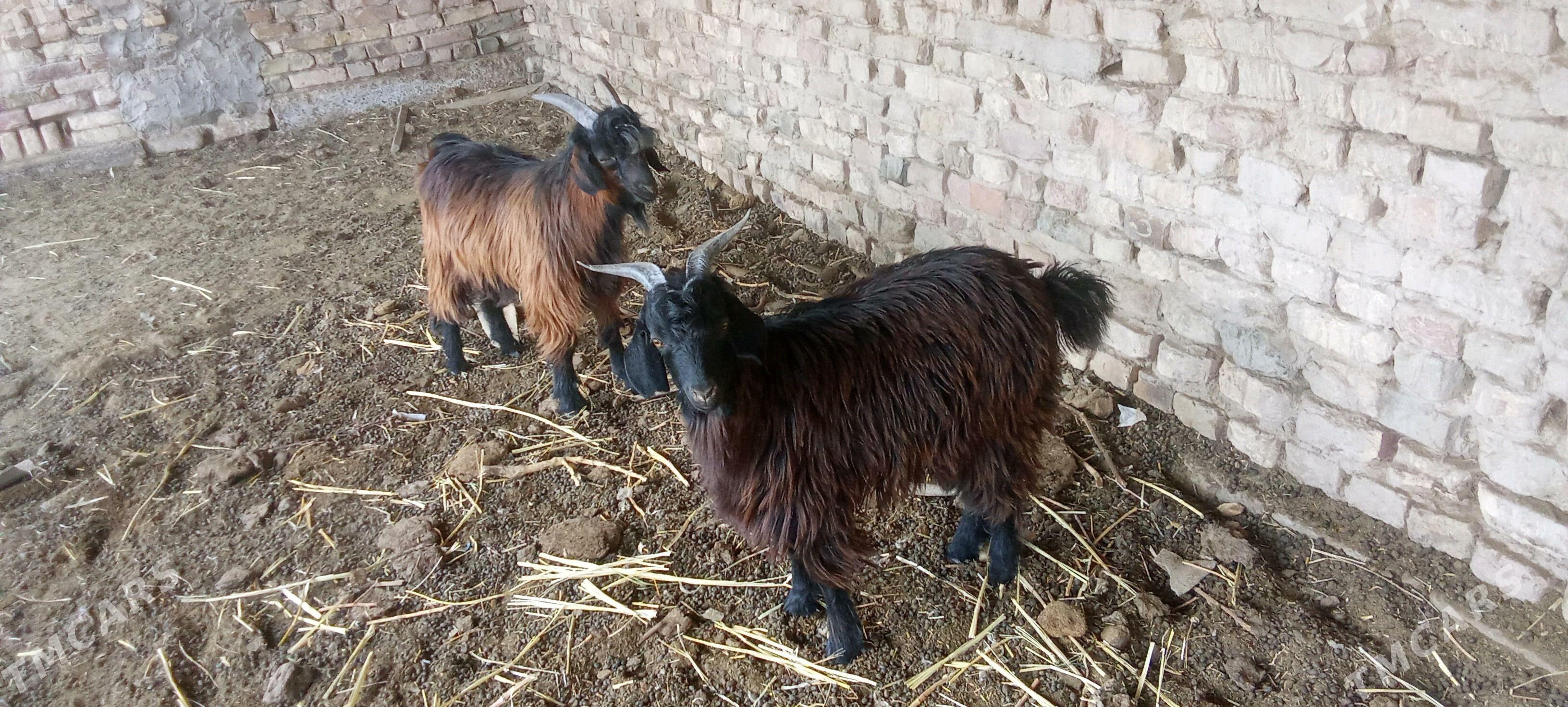 teekeler - Чарджоу - img 1