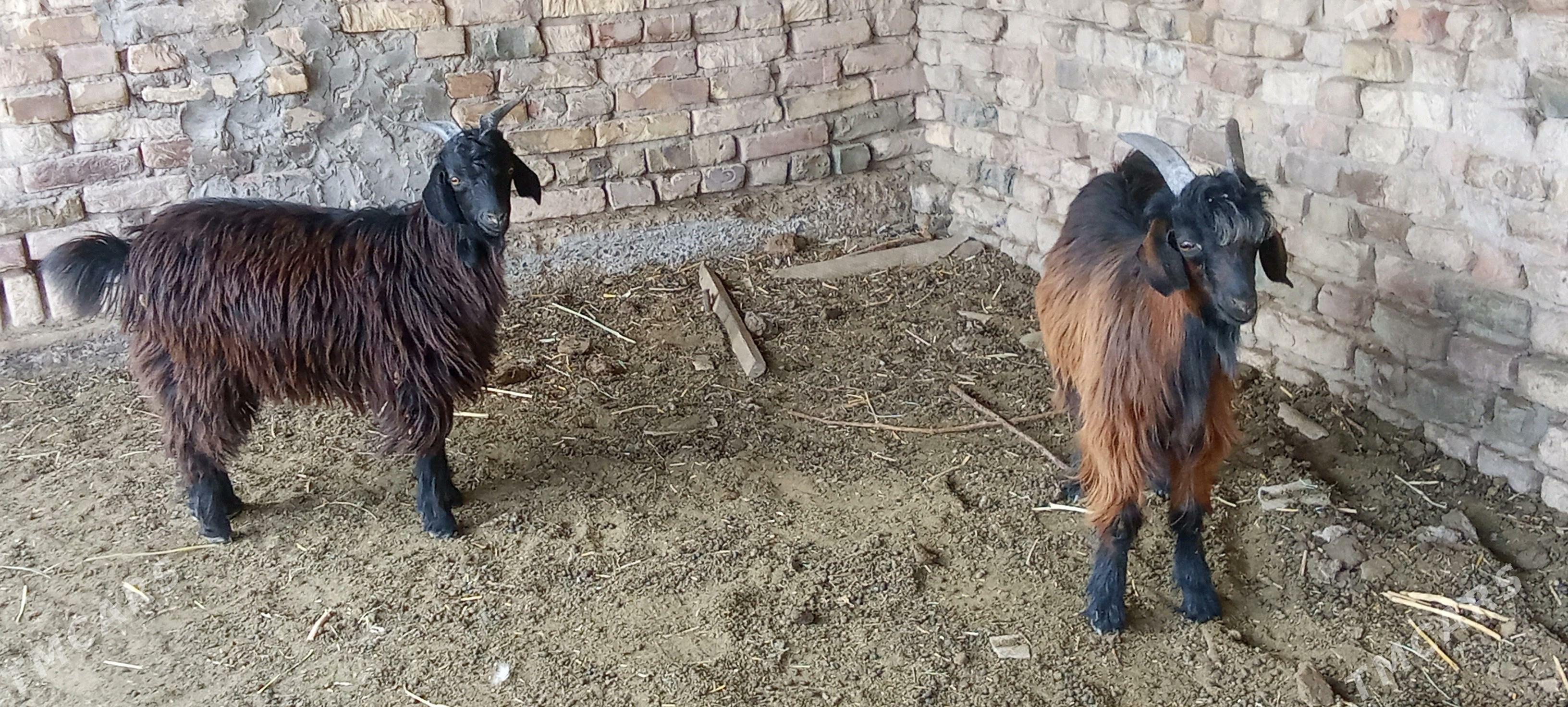 teekeler - Чарджоу - img 2