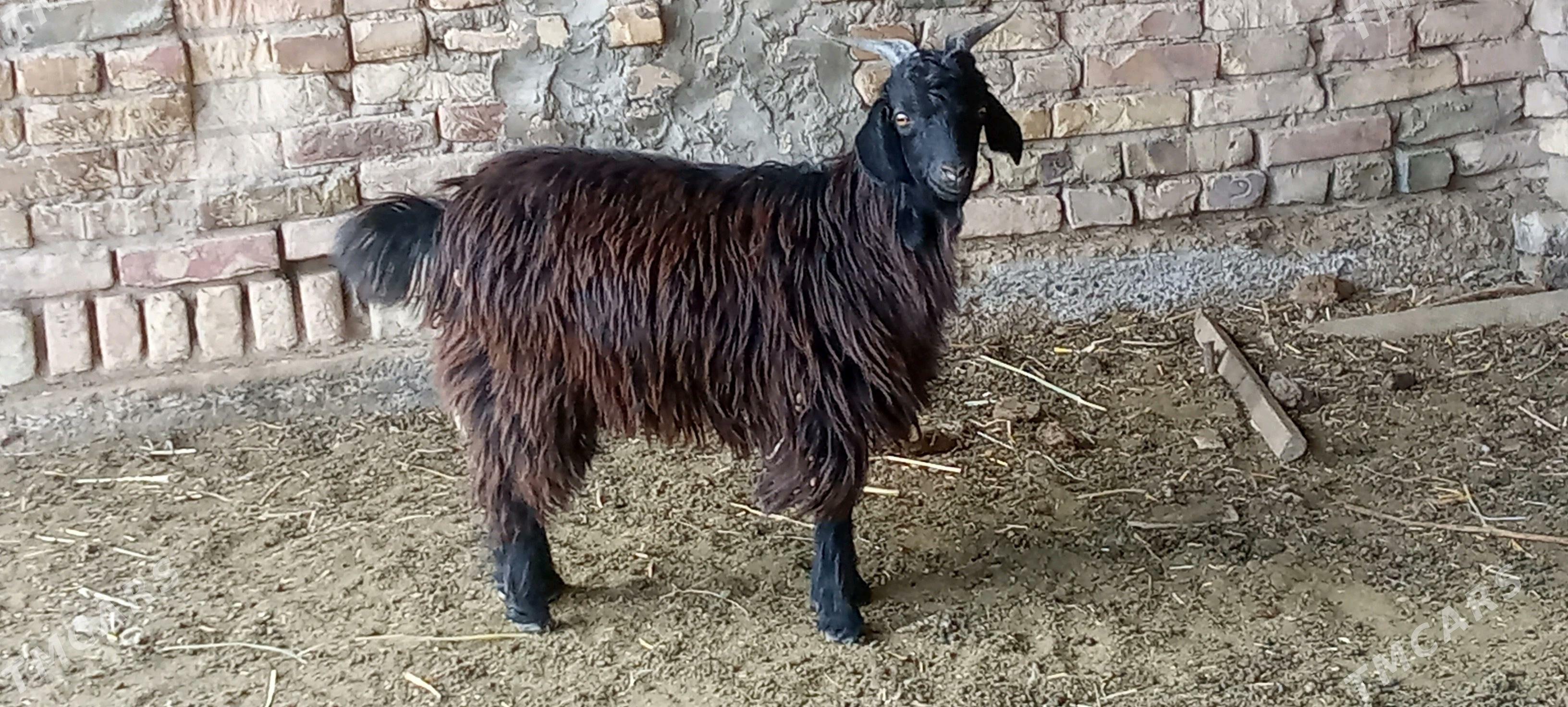 teekeler - Чарджоу - img 3