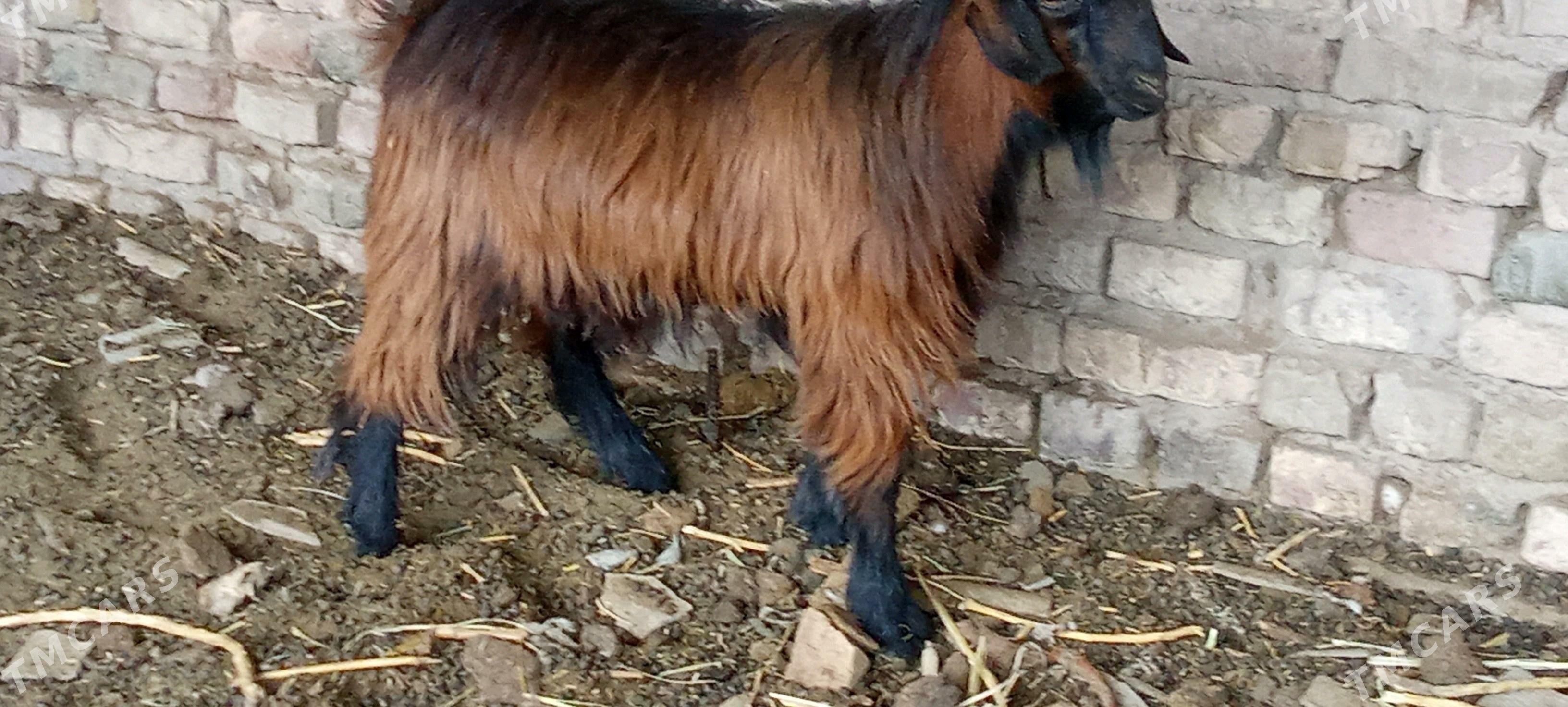 teekeler - Чарджоу - img 4