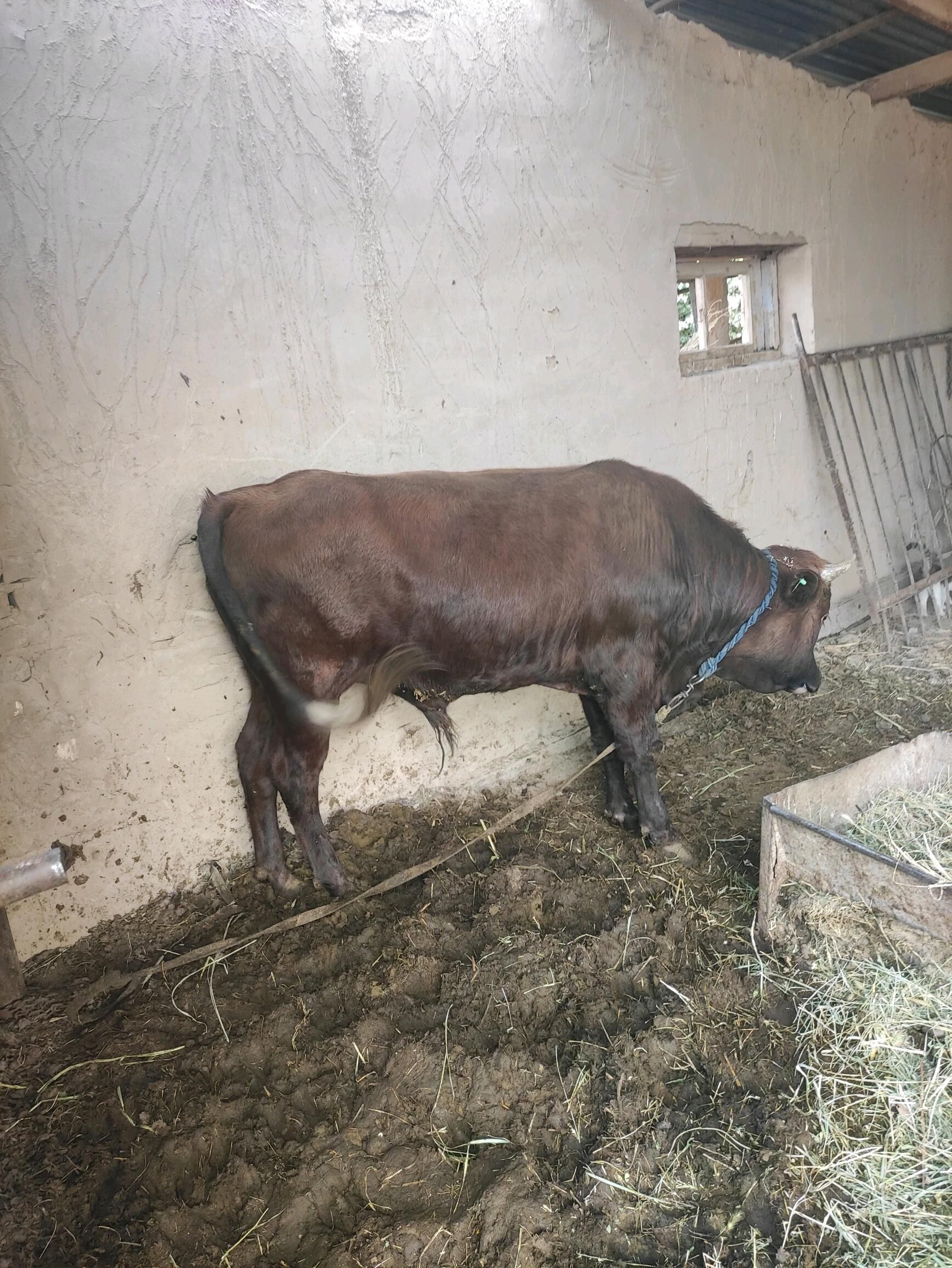 göle oküz - Sakarçäge - img 2