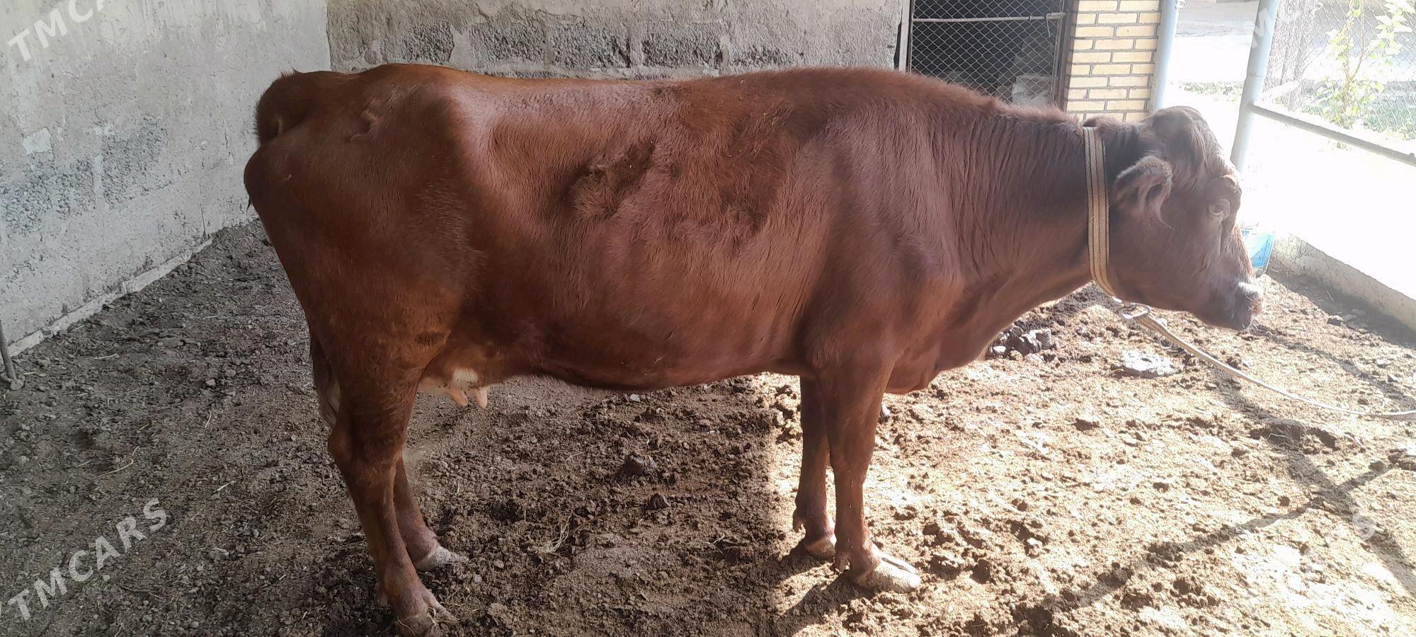 sygyr - Мары - img 2