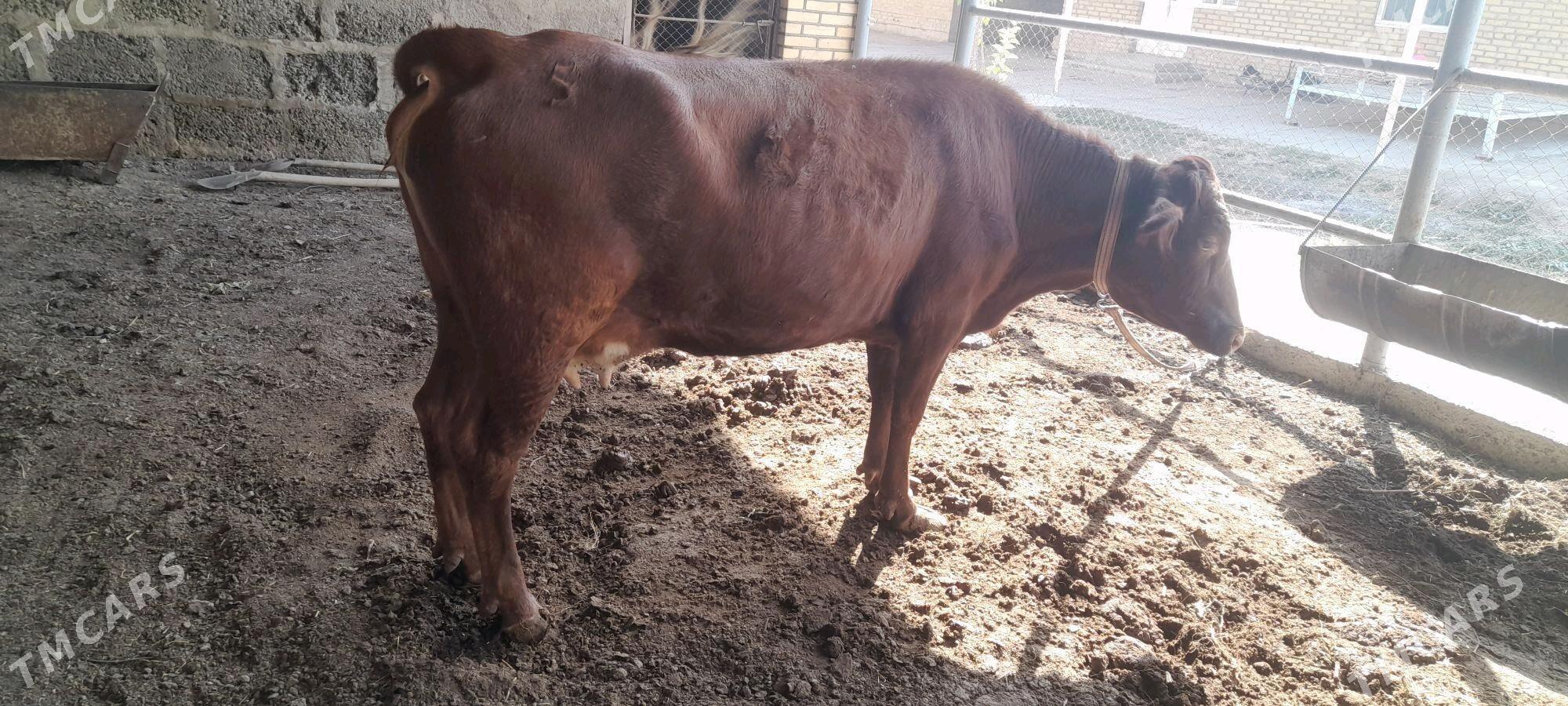 sygyr - Мары - img 3