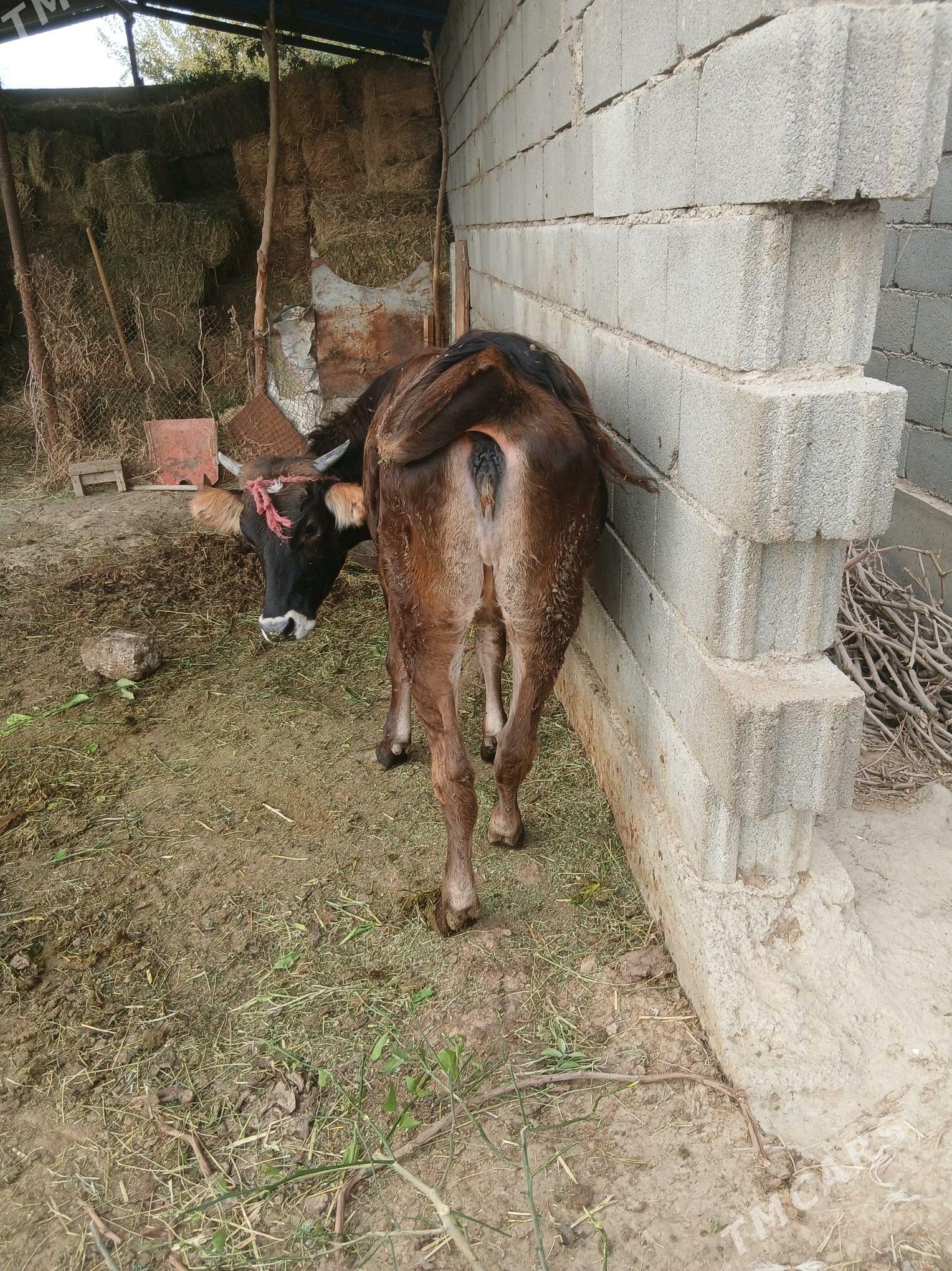 Tuwe - Гёкдепе - img 2