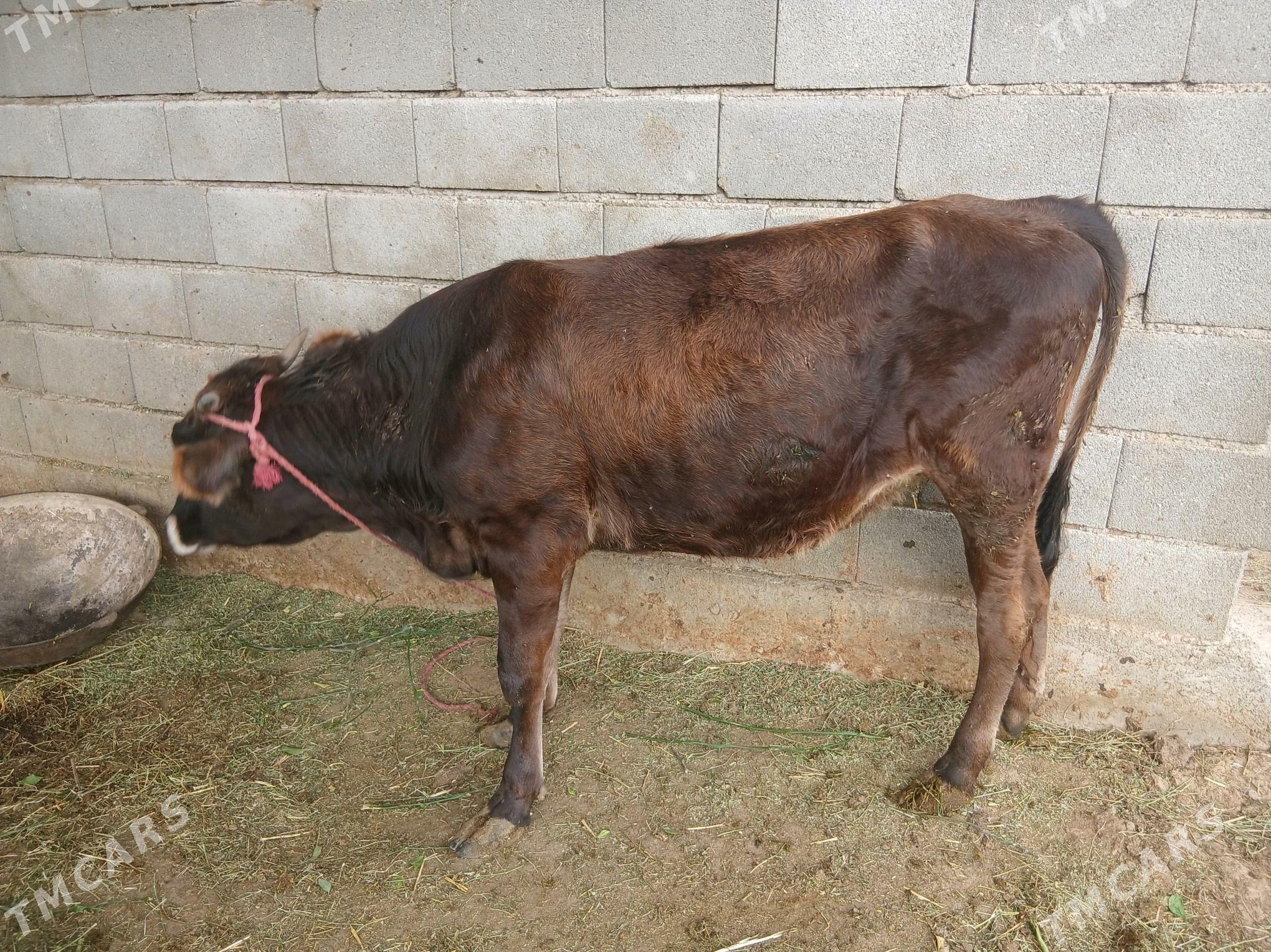 Tuwe - Гёкдепе - img 1