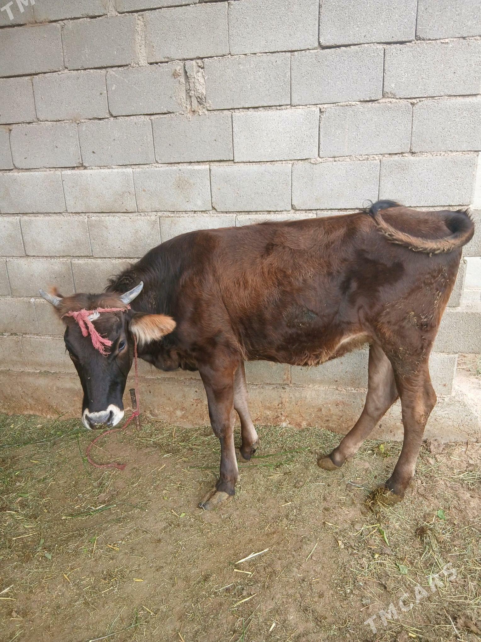 Tuwe - Гёкдепе - img 3