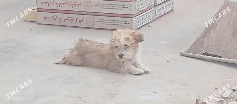 gujuk gujuk - Mary - img 2