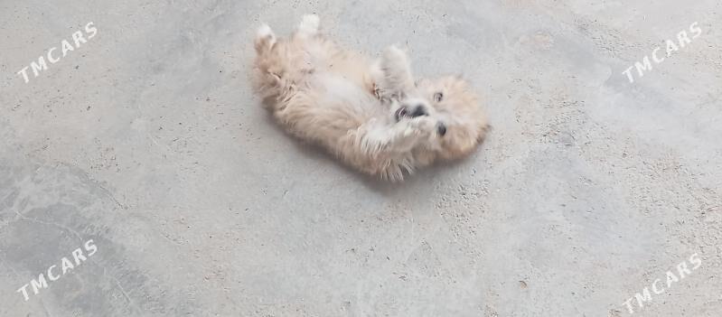 gujuk gujuk - Mary - img 3