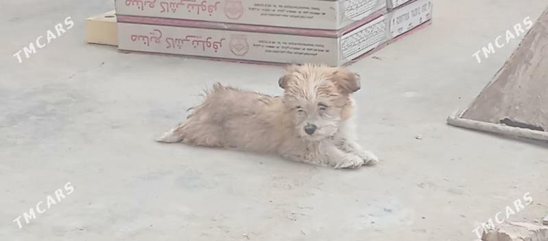 gujuk gujuk - Mary - img 1