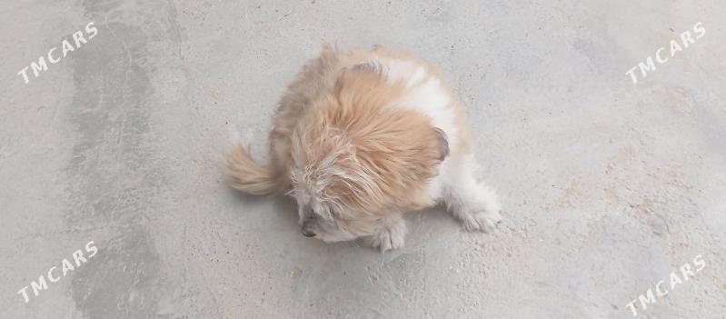 gujuk gujuk - Mary - img 4