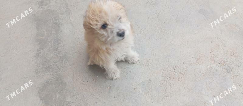 gujuk gujuk - Mary - img 5