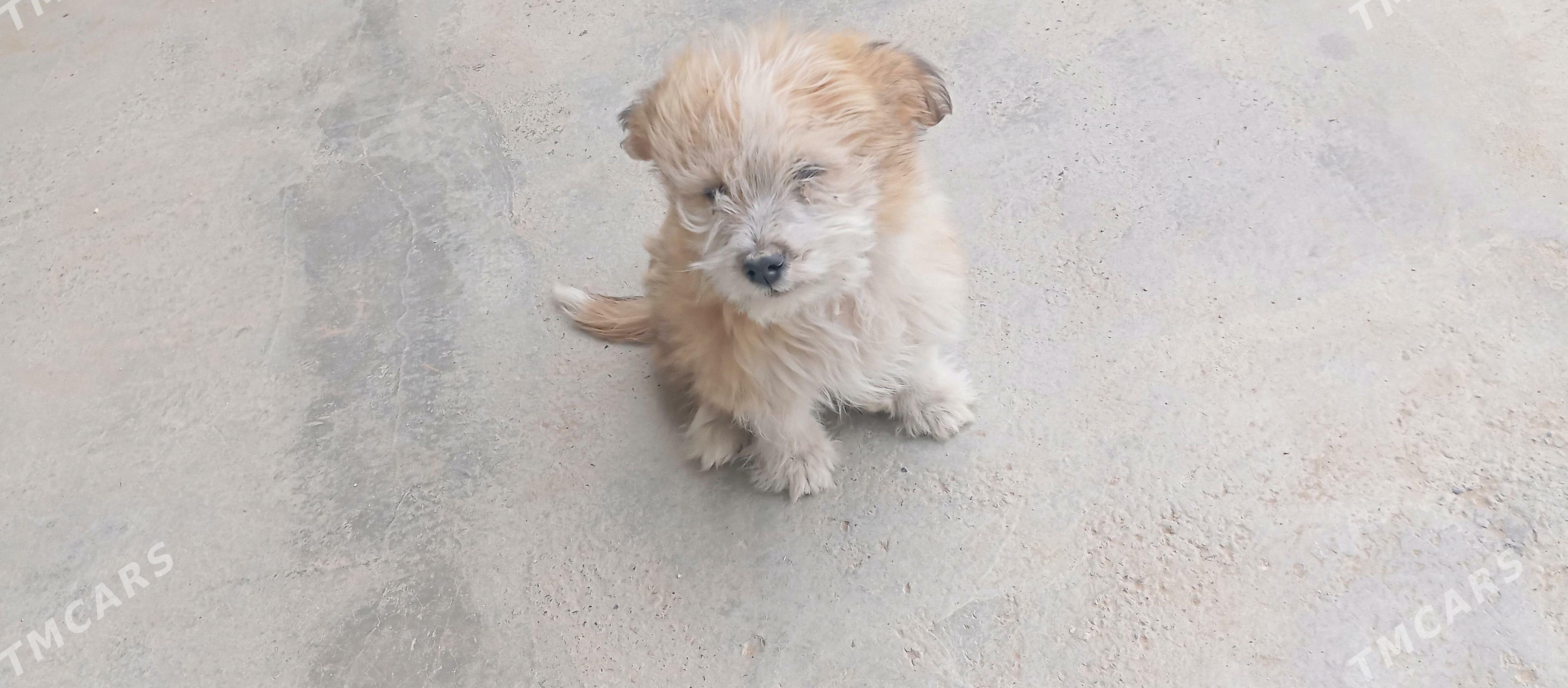 gujuk gujuk - Mary - img 7