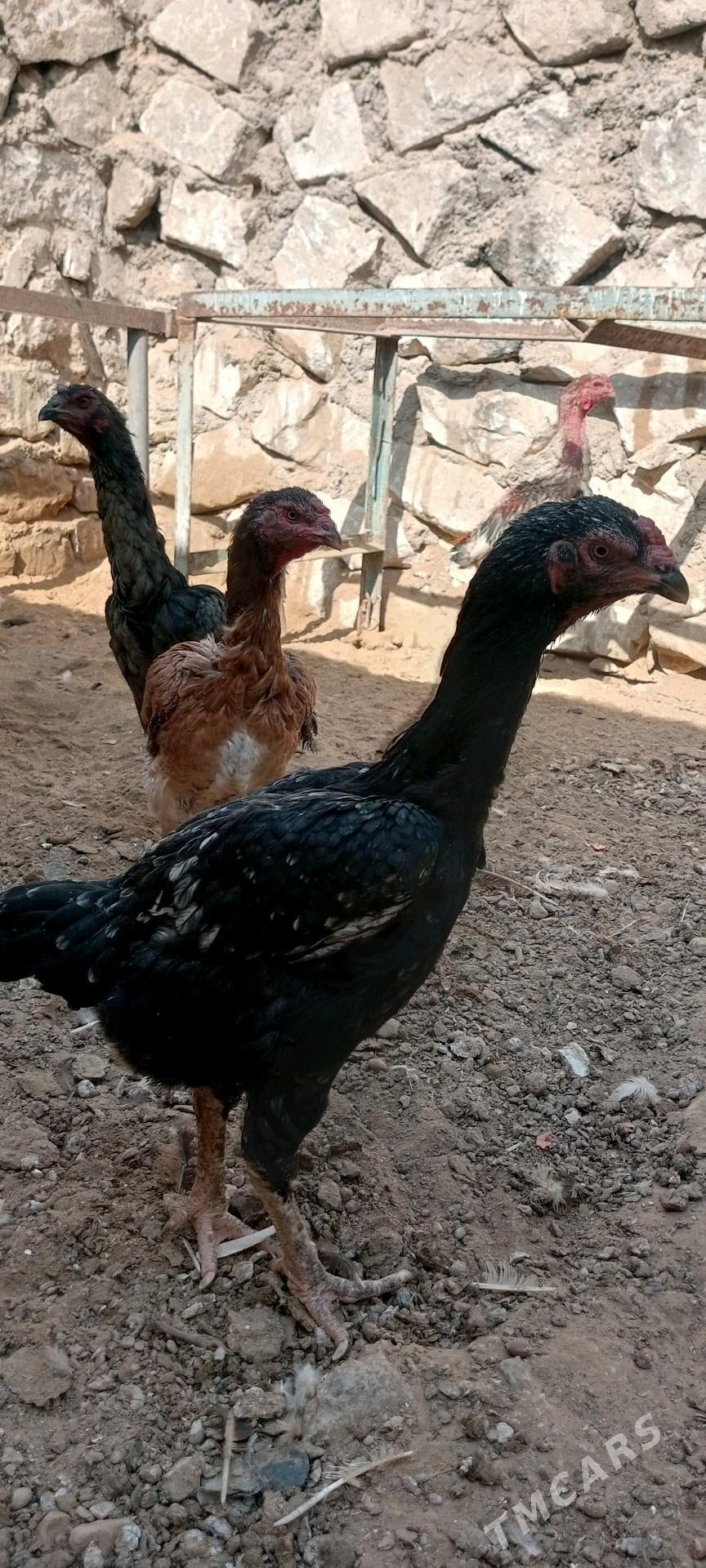 Taşkent - Türkmenbaşy - img 1