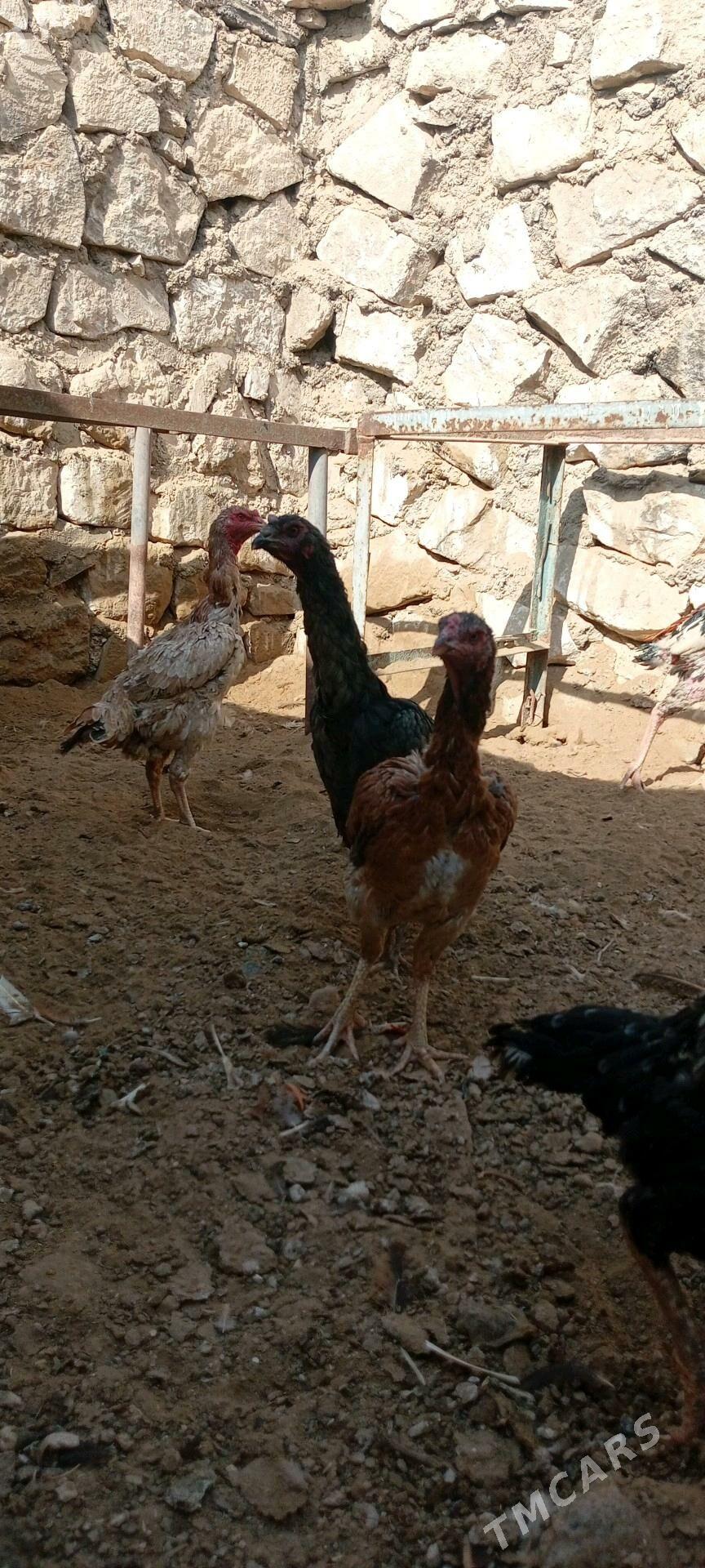 Taşkent - Туркменбаши - img 3