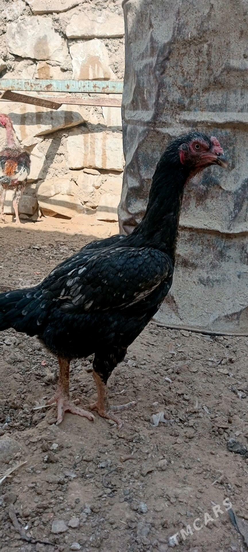 Taşkent - Туркменбаши - img 4