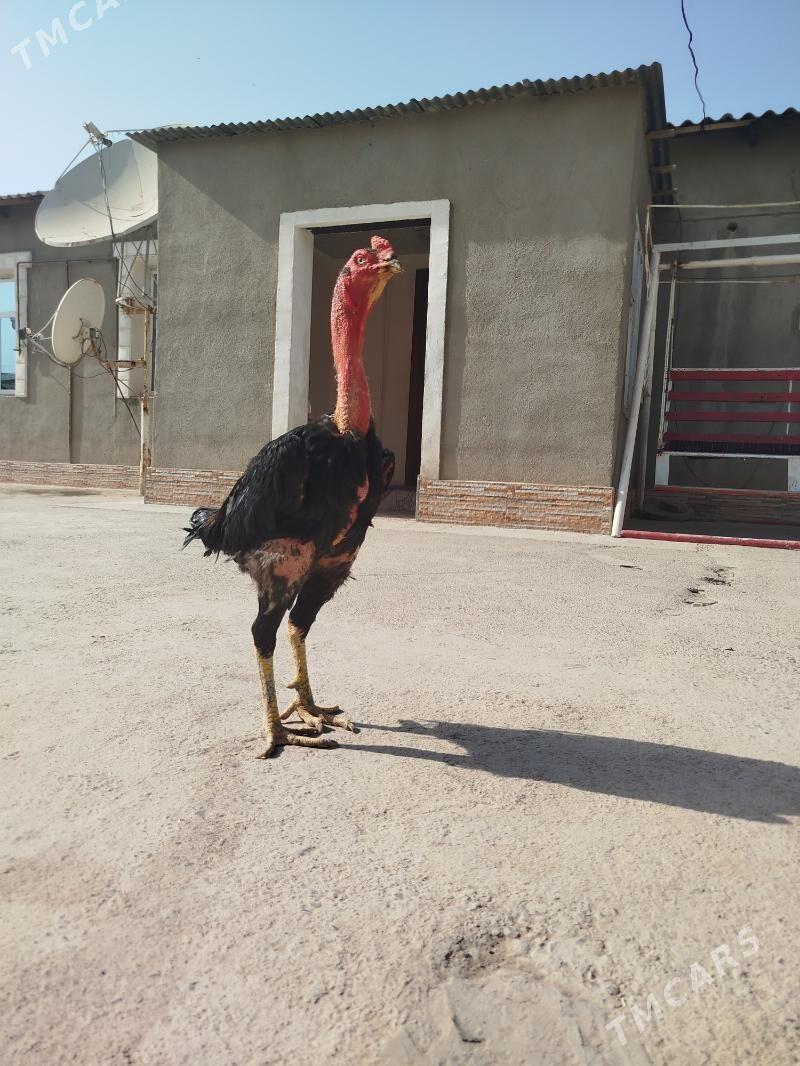 Horaz - Sakarçäge - img 1