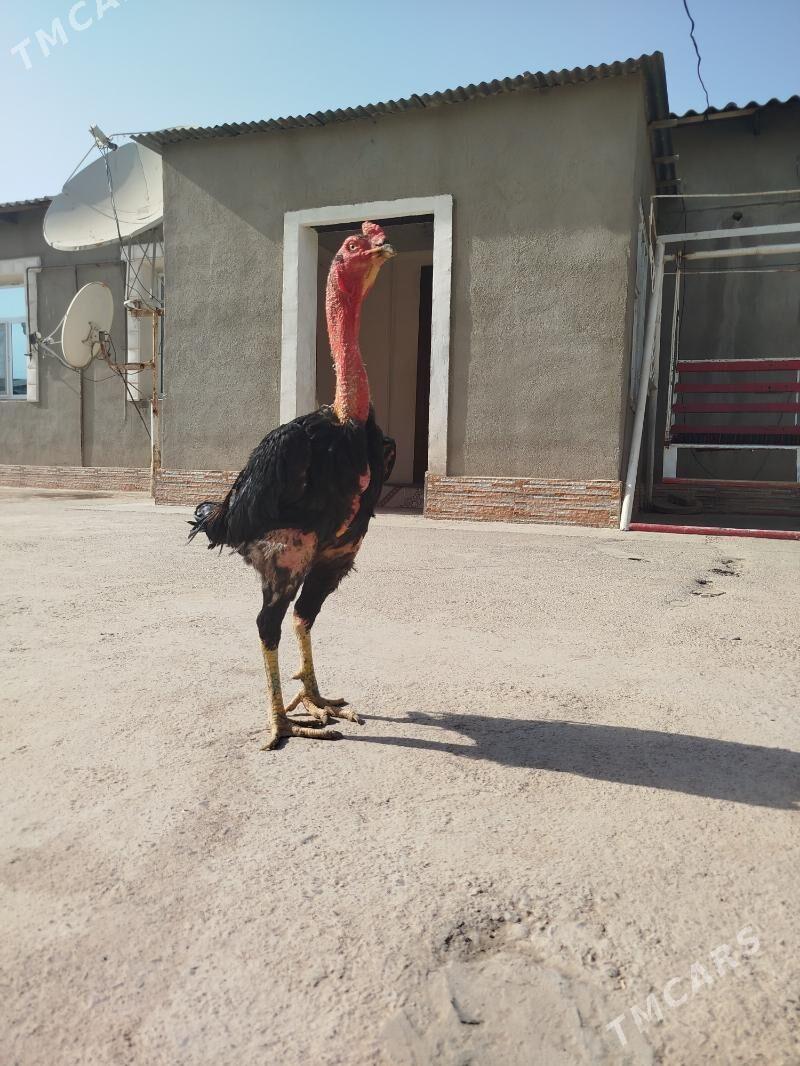 Horaz - Sakarçäge - img 2