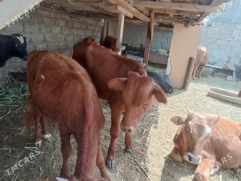 öküzçe tüwe öküz göle - Aşgabat - img 3