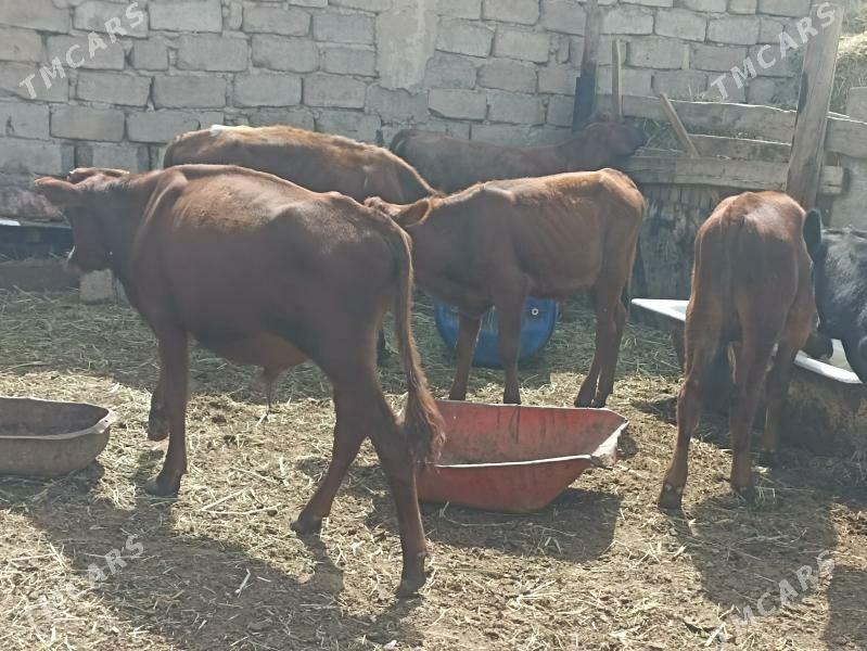 öküzçe tüwe öküz göle - Aşgabat - img 2