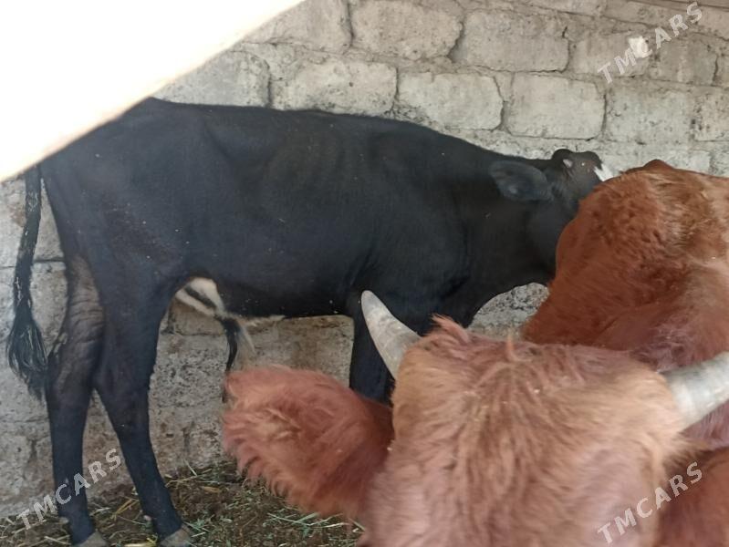 öküzçe tüwe öküz göle - Aşgabat - img 1