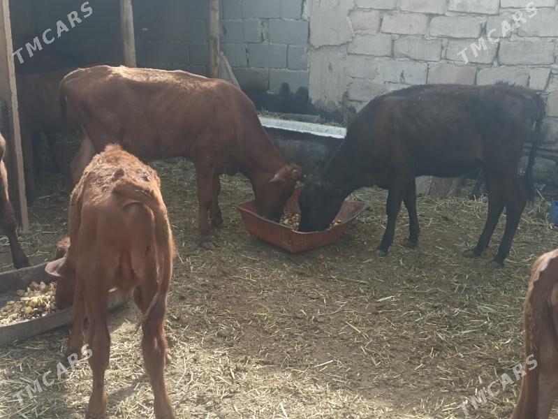 öküzçe tüwe öküz göle - Aşgabat - img 6