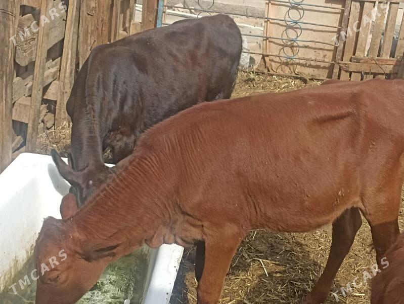 öküzçe tüwe öküz göle - Aşgabat - img 7