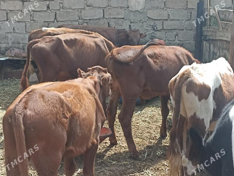 öküzçe tüwe öküz göle - Aşgabat - img 5