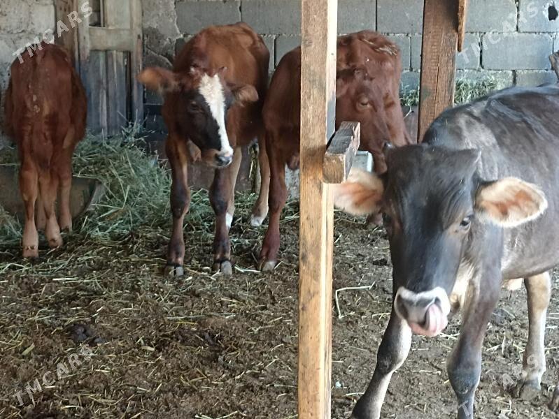 öküzçe tüwe öküz göle - Aşgabat - img 4