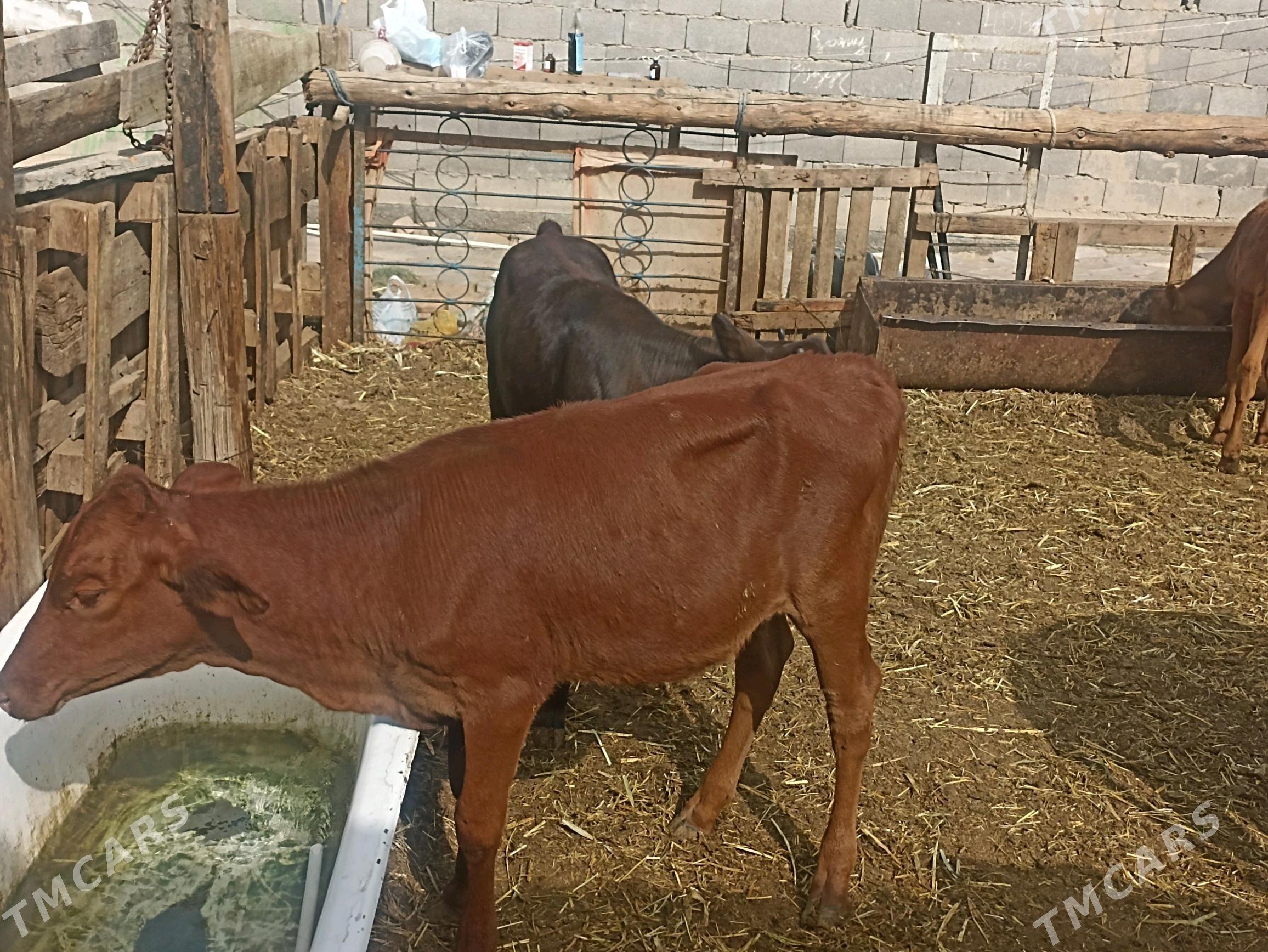 öküzçe tüwe öküz göle - Aşgabat - img 9