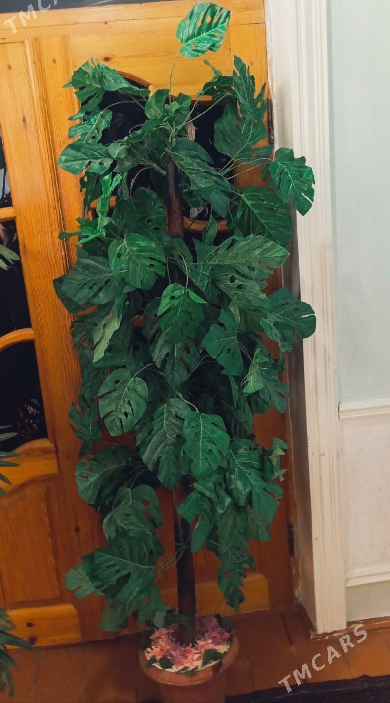 iskustwinni agaç - Daşoguz - img 2