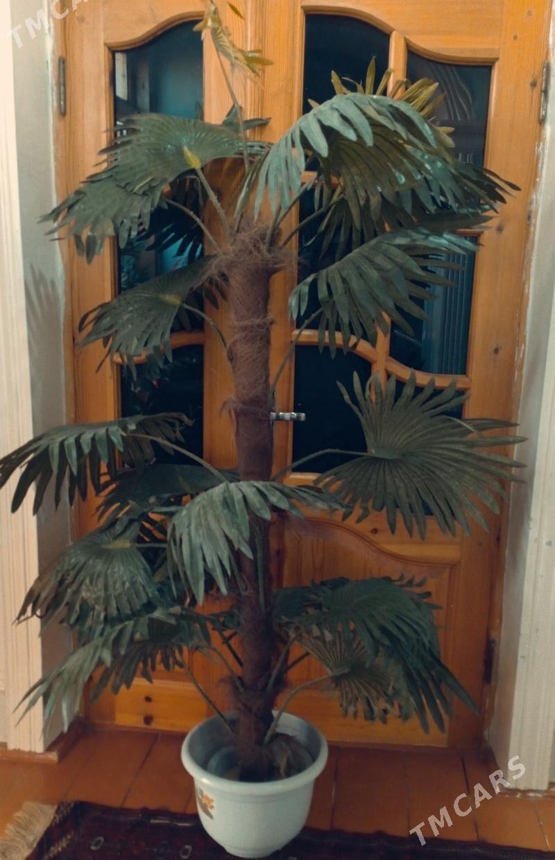 iskustwinni agaç - Daşoguz - img 1