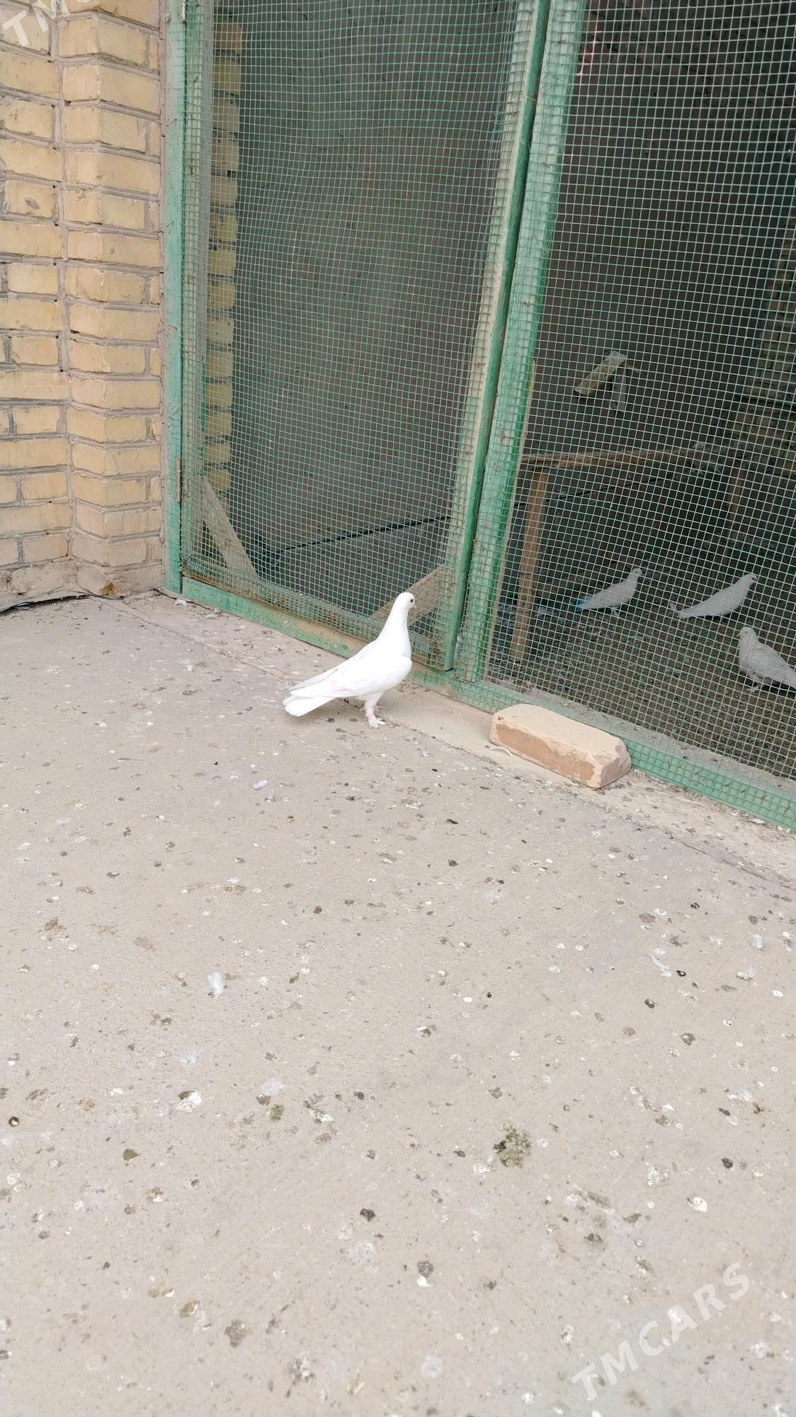 Kepteri - Türkmenabat - img 1