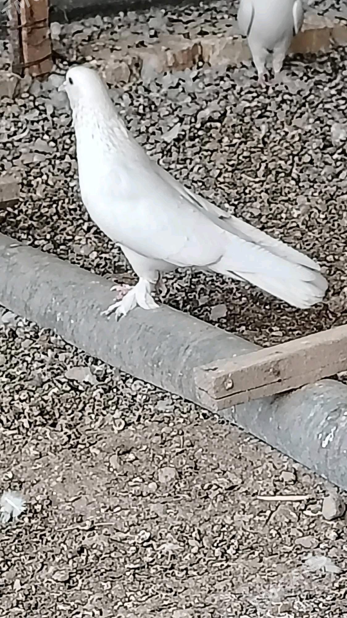 Kepteri - Türkmenabat - img 3