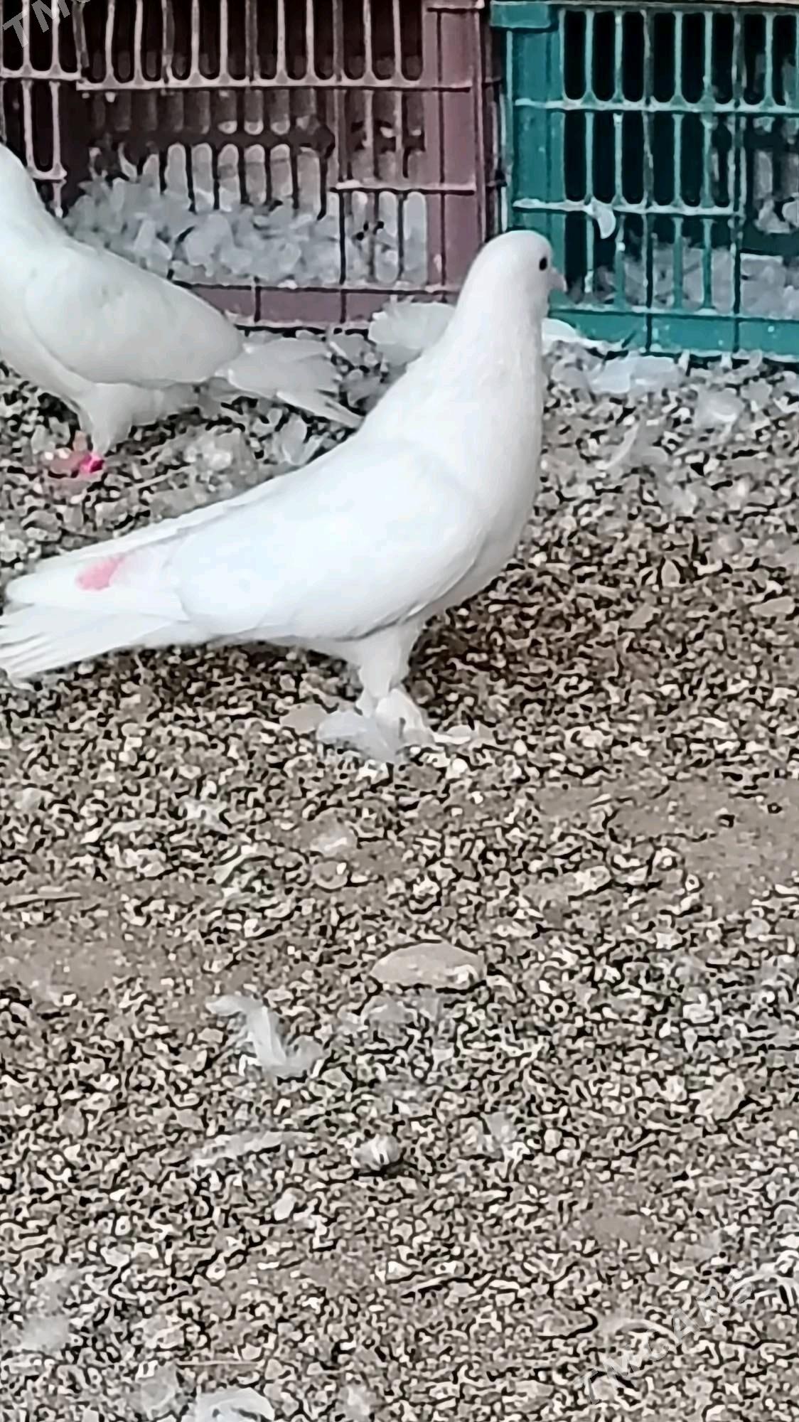 Kepteri - Türkmenabat - img 2