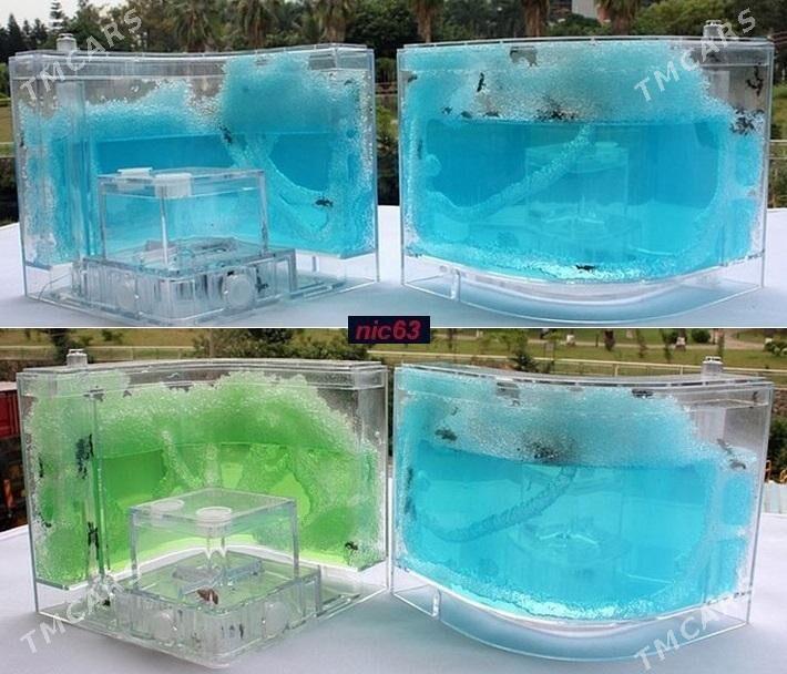 муравьиная ферма - Aşgabat - img 2