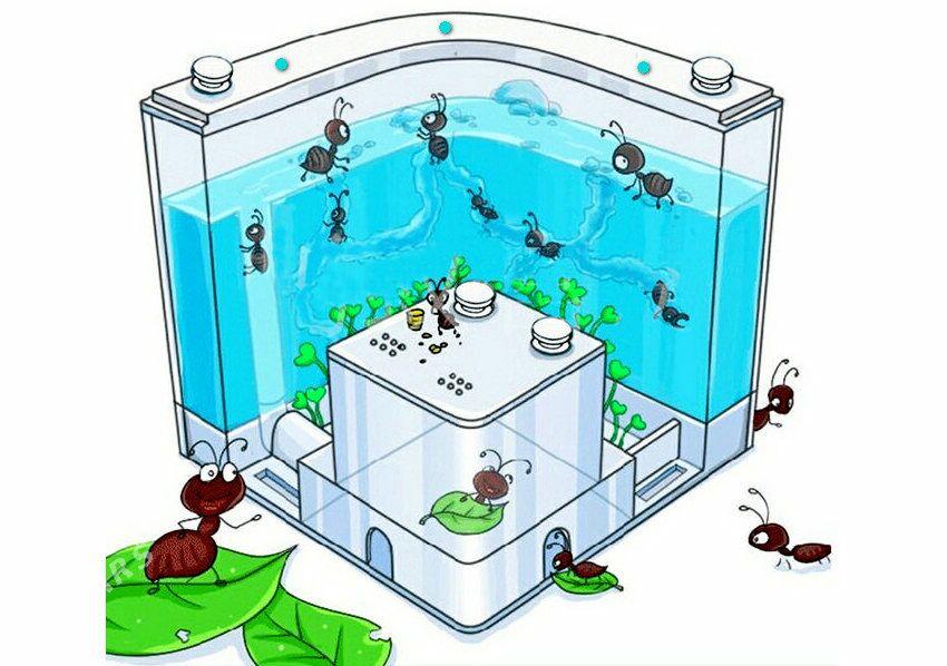 муравьиная ферма - Aşgabat - img 3