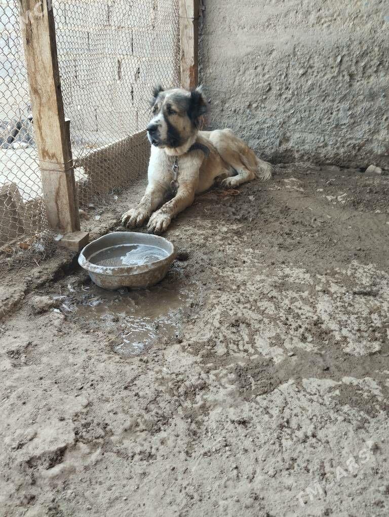 alabay - Kaka - img 2