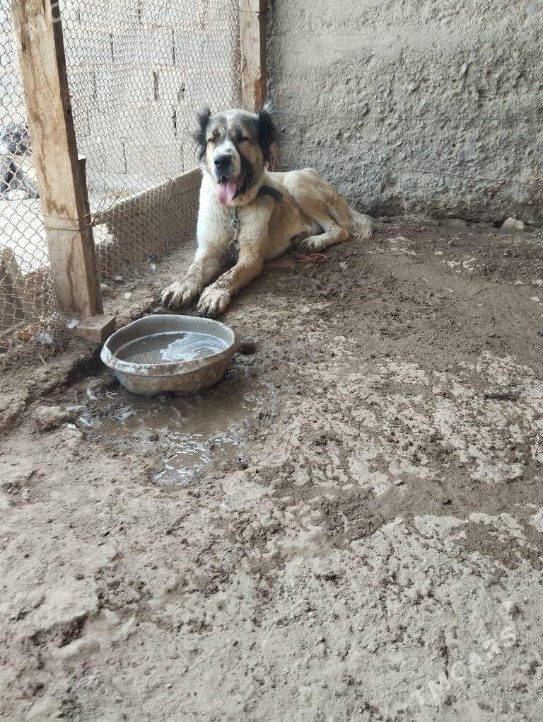 alabay - Kaka - img 1