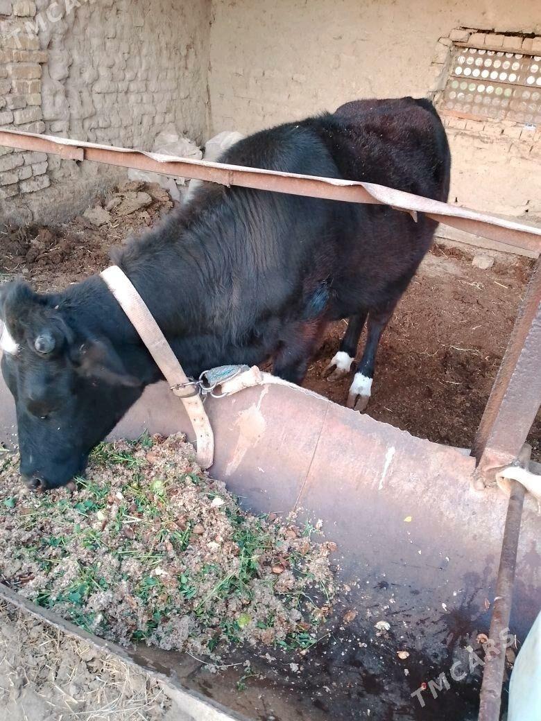 Gulajyn - Векильбазар - img 4