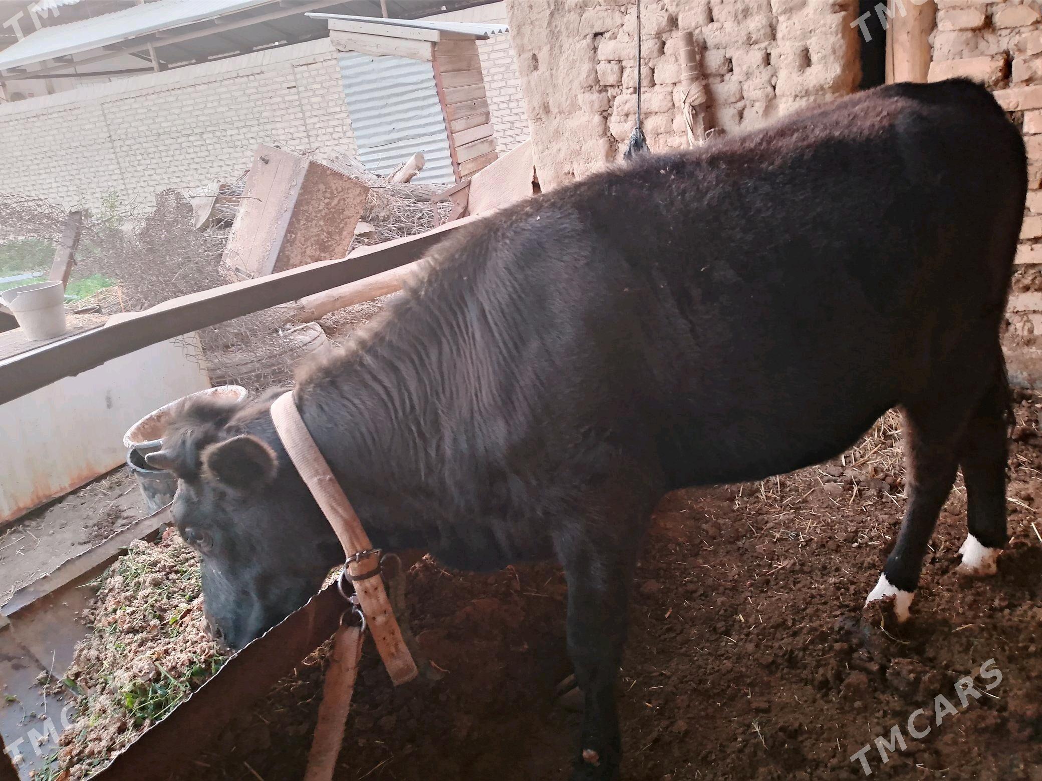 Gulajyn - Векильбазар - img 2