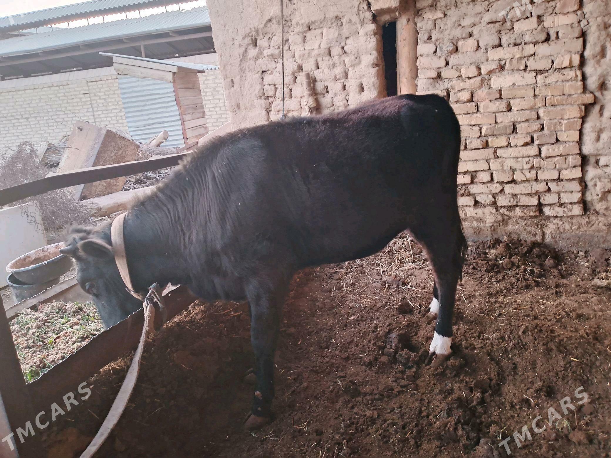 Gulajyn - Векильбазар - img 3