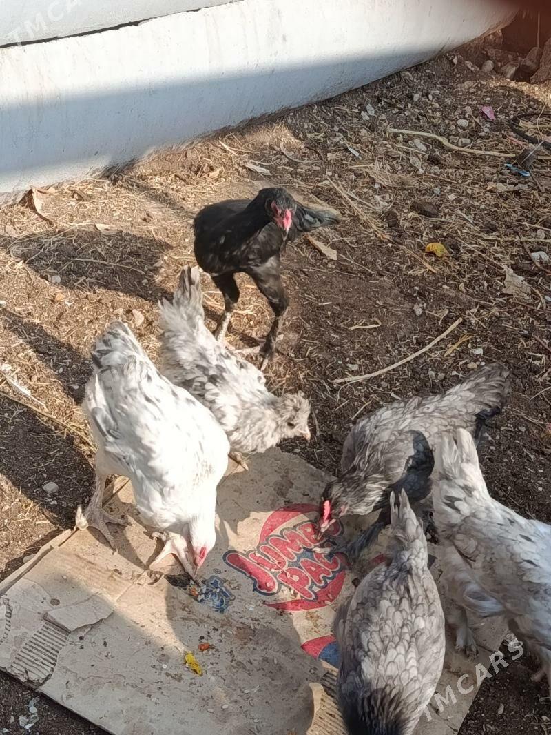 Ýetişen jüýjeler - Балканабат - img 4