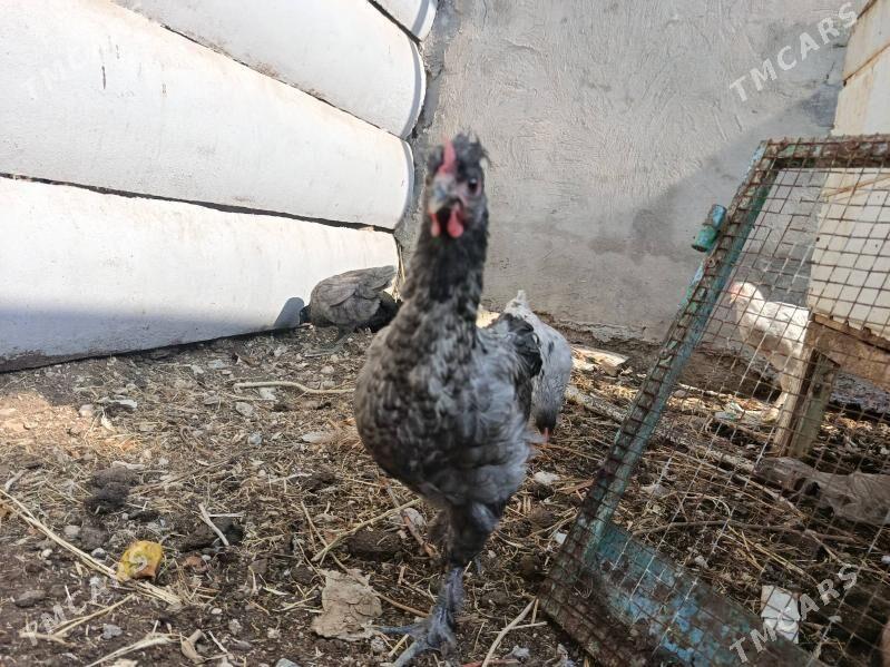 Ýetişen jüýjeler - Балканабат - img 1