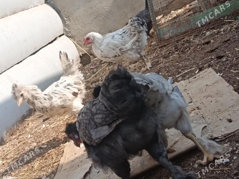 Ýetişen jüýjeler - Балканабат - img 3