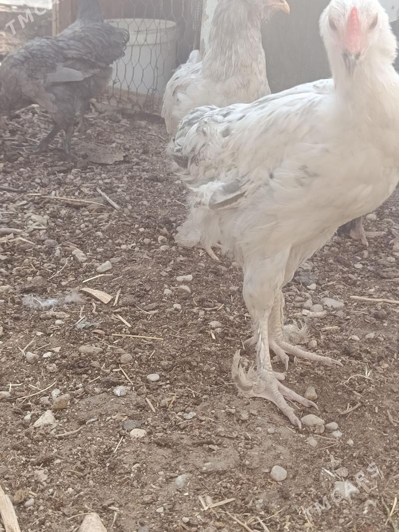 Ýetişen jüýjeler - Балканабат - img 2