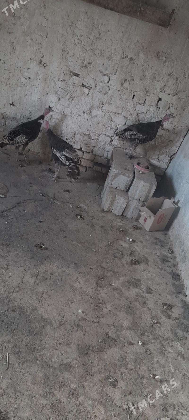 induk - Kaka - img 2