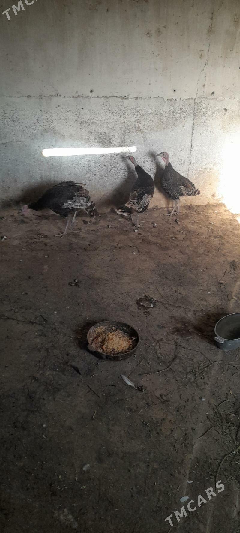 induk - Kaka - img 1